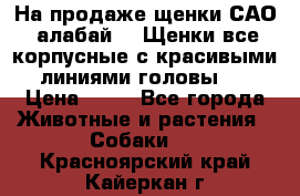 На продаже щенки САО (алабай ). Щенки все корпусные с красивыми линиями головы . › Цена ­ 30 - Все города Животные и растения » Собаки   . Красноярский край,Кайеркан г.